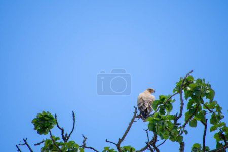 Foto de Magnífico águila encaramada en la sabana de Sudáfrica. - Imagen libre de derechos