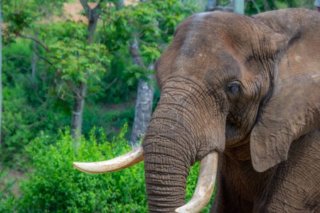 Téléchargez les photos : Bel éléphant sauvage dans l'habitat naturel en Afrique du Sud - en image libre de droit