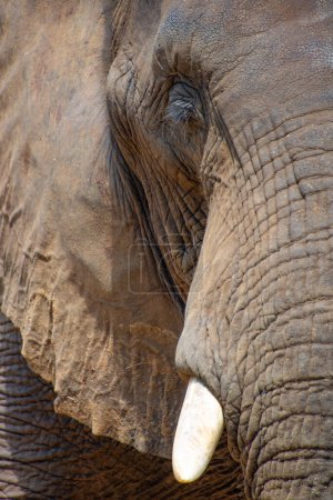 Foto de Hermoso elefante salvaje en hábitat natural en Sudáfrica - Imagen libre de derechos