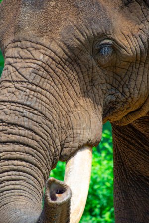 Téléchargez les photos : Bel éléphant sauvage dans l'habitat naturel en Afrique du Sud - en image libre de droit