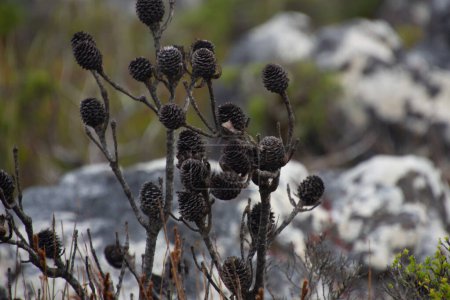 Téléchargez les photos : Buisson de fleurs séchées au sommet de la montagne de la Table à Cape Town, Afrique du Sud - en image libre de droit