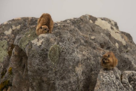 Mountain marmots on Table Mountain in Cape Town South Africa