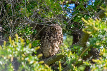 Téléchargez les photos : Chouette aigle tachetée dans la brousse d'un parc sud-africain - en image libre de droit