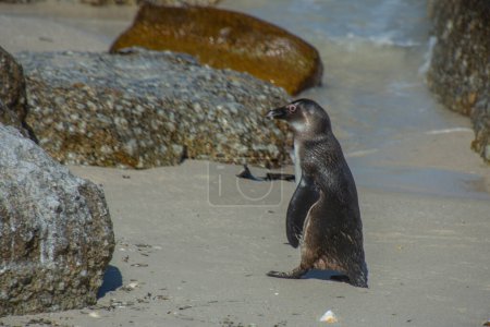 Foto de Pingüino en la colonia Bulders Beach cerca de Ciudad del Cabo, Sudáfrica - Imagen libre de derechos