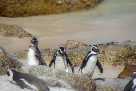Foto de Pingüinos en la colonia Bulders Beach cerca de Ciudad del Cabo, Sudáfrica - Imagen libre de derechos
