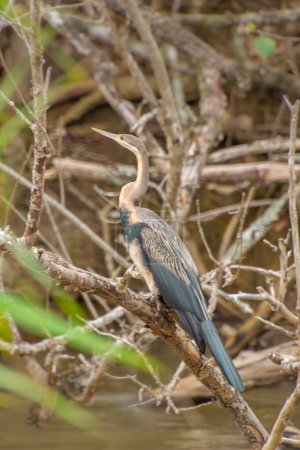 Photo for A pretty specimen of heron perched on the edge of a river in South Africa - Royalty Free Image