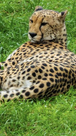 Foto de Bonito espécimen de un guepardo salvaje en Sudáfrica - Imagen libre de derechos