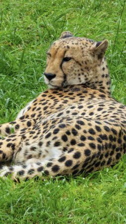 Téléchargez les photos : Joli spécimen d'un grand guépard sauvage en Afrique du Sud - en image libre de droit