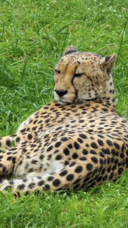 Téléchargez les photos : Joli spécimen d'un grand guépard sauvage en Afrique du Sud - en image libre de droit