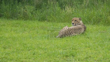 Photo for Pretty specimen of a big wild cheetah in South Africa - Royalty Free Image