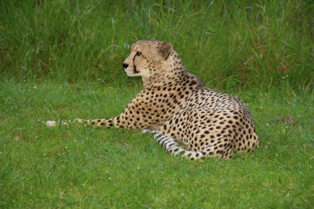 Photo for Pretty specimen of a big wild cheetah in South Africa - Royalty Free Image