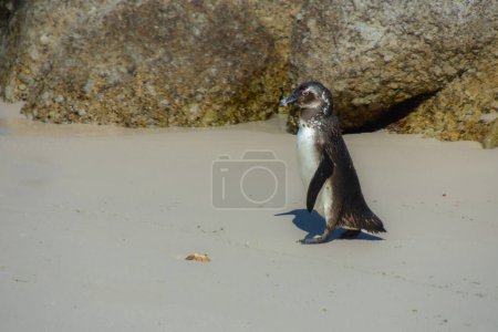 Photo for Penguins at the Boulders Beach colony near Cape Town, South Africa - Royalty Free Image