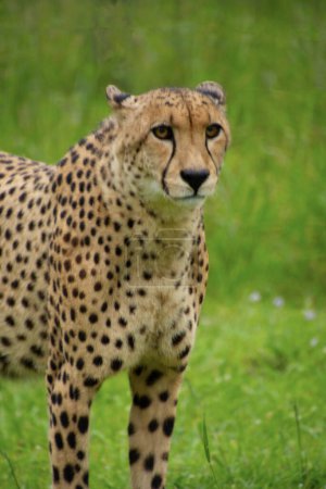 Foto de Bonito espécimen de un guepardo salvaje en Sudáfrica - Imagen libre de derechos