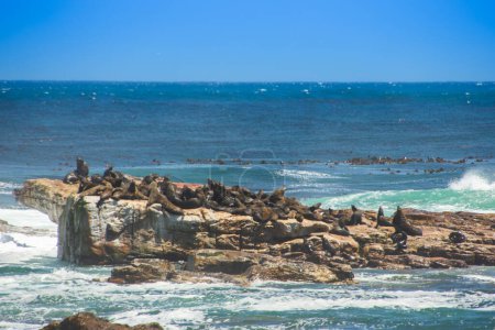 Téléchargez les photos : Vue de nombreux otaries sur des rochers dans le célèbre Cap de Bonne Espérance en Afrique du Sud - en image libre de droit