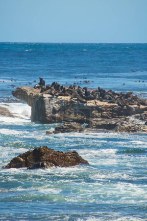 Téléchargez les photos : Vue de nombreux otaries sur des rochers dans le célèbre Cap de Bonne Espérance en Afrique du Sud - en image libre de droit