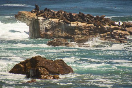 Téléchargez les photos : Vue de nombreux otaries sur rocka dans le célèbre Cap de Bonne Espérance en Afrique du Sud - en image libre de droit