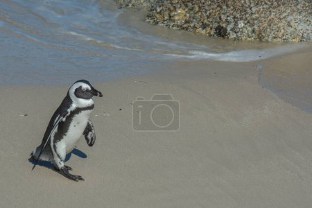 Photo for Penguins at the Boulders Beach colony near Cape Town, South Africa - Royalty Free Image