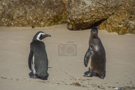 Foto de Pingüinos en la colonia de Boulders Beach cerca de Ciudad del Cabo, Sudáfrica - Imagen libre de derechos