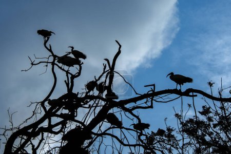 Hübsches Exemplar von Ibissen thront auf Bäumen in Südafrika