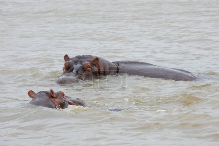 hippos bathing in a large wild river in South Africa