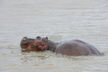 hipopotamos