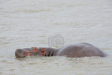 Téléchargez les photos : Hippopotames se baignant dans une grande rivière sauvage en Afrique du Sud - en image libre de droit