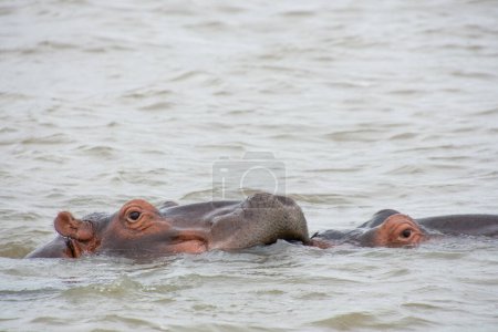 Foto de Hipopótamos bañándose en un gran río salvaje en Sudáfrica - Imagen libre de derechos