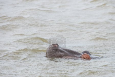Photo for Hippos bathing in a large wild river in South Africa - Royalty Free Image