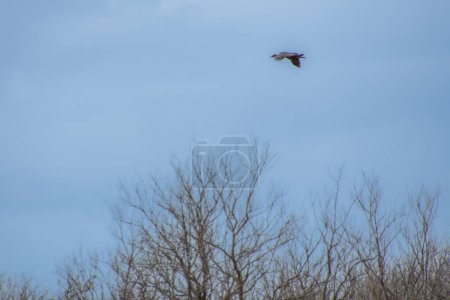 Téléchargez les photos : Un oiseau volant dans le ciel au-dessus de la cime des arbres - en image libre de droit