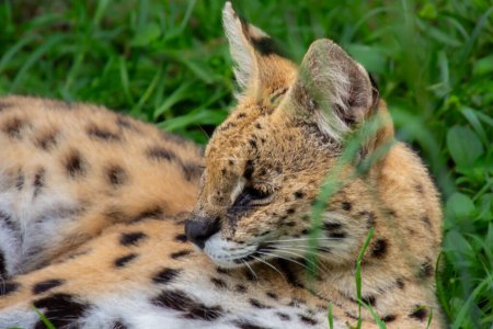 Hübsches Exemplar eines wilden Servals in der Natur Südafrikas