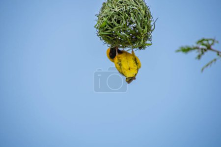 Photo for Close up view of nice specimen of yellow veaver in the African savannah in South Africa - Royalty Free Image