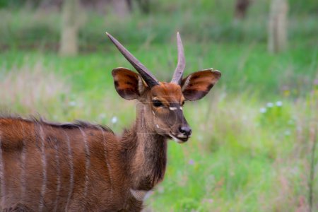 Téléchargez les photos : Joli spécimen d'antilope nyala en Afrique du Sud - en image libre de droit