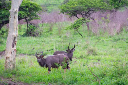 Pretty specimen of nyala antelopes in South Africa 