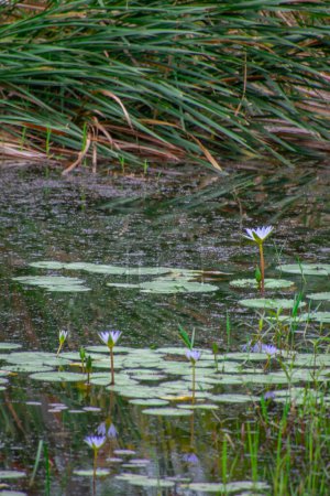 Atemberaubender Garten in einer afrikanischen Savannenlodge, Hazyview, Südafrika Blick auf Teich mit Lilien 