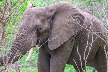 Téléchargez les photos : Belle éléphant sauvage dans son habitat naturel en Afrique du Sud - en image libre de droit
