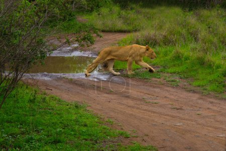 Téléchargez les photos : Belle lionne sauvage dans son habitat naturel en Afrique du Sud - en image libre de droit