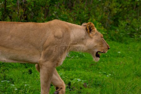 Foto de Hermosa leona salvaje en su hábitat natural en Sudáfrica - Imagen libre de derechos