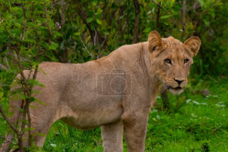 Téléchargez les photos : Belle lionne sauvage dans son habitat naturel en Afrique du Sud - en image libre de droit