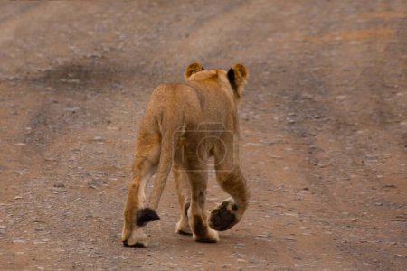 Foto de Hermosa leona salvaje en su hábitat natural en Sudáfrica - Imagen libre de derechos