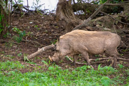 Téléchargez les photos : Spécimen de phacochère dans son habitat naturel en Afrique du Sud - en image libre de droit