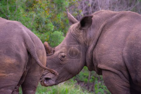 Photo for Pretty specimen of wild rhinoceros like South Africa - Royalty Free Image