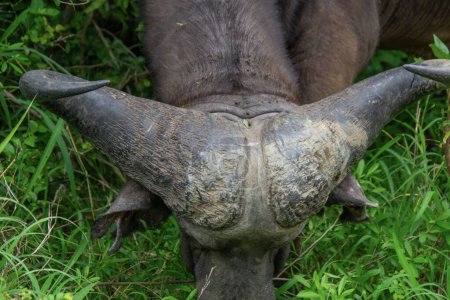Prächtiges Exemplar eines afrikanischen Büffels in seinem natürlichen Lebensraum in Südafrika
