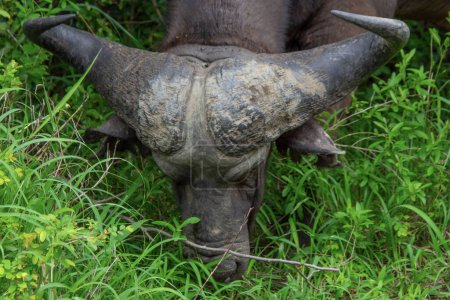 Téléchargez les photos : Superbe spécimen d'un buffle africain dans son habitat naturel en Afrique du Sud - en image libre de droit
