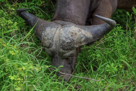 Foto de Excelente espécimen de un búfalo africano en su hábitat natural en Sudáfrica - Imagen libre de derechos