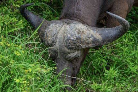 excelente espécimen de un búfalo africano en su hábitat natural en Sudáfrica