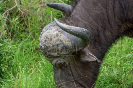 Téléchargez les photos : Superbe spécimen d'un buffle africain dans son habitat naturel en Afrique du Sud - en image libre de droit