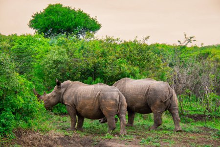 Téléchargez les photos : Joli spécimen de rhinocéros sauvages comme l'Afrique du Sud - en image libre de droit