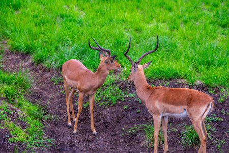 Joli spécimen d'antilopes Impala sauvages dans la brousse de l'Afrique du Sud
