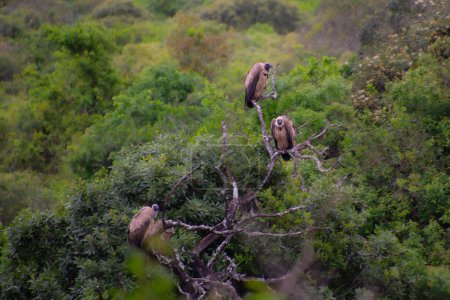 Téléchargez les photos : Joli spécimen de vautours perché dans la grande savane en Afrique du Sud - en image libre de droit