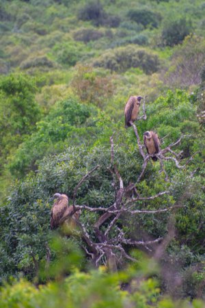 Photo for Pretty specimen of vultures perched in the great savannah in South Africa - Royalty Free Image